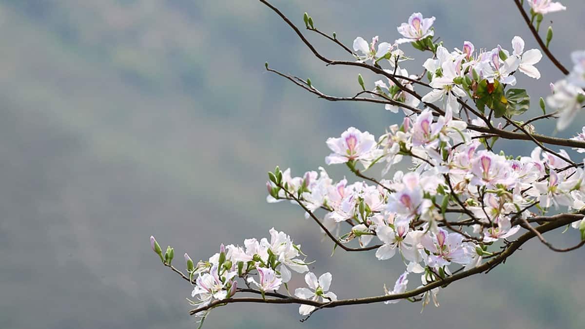 Đi Mai Châu sau Tết để ngắm hoa ban đua nở