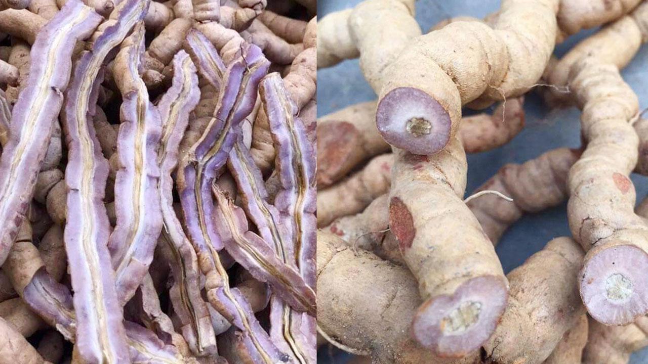 Dược thảo quý ba kích